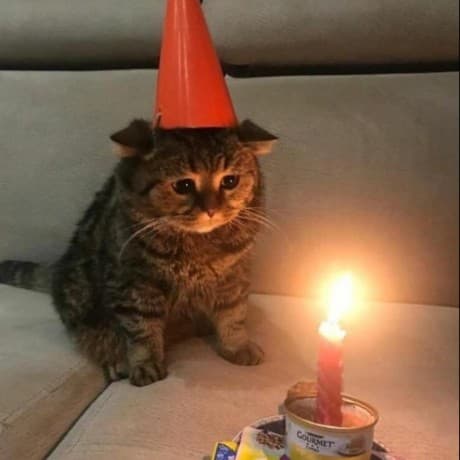 https://capalyst-web-storage.s3.ap-southeast-2.amazonaws.com/images/1759898785819_cat-bday.jpeg